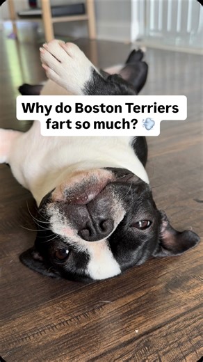 Oak Heritage Boston Terriers | KY on Instagram: "Boston Terriers are kind of famous for gas… but most of the time it’s not “just how they are.” 😅 So why do they fart so much? First SAVE this post so you can come back to these tips later! 🐾🙌🏻 A few things are working against them: • Short noses = more swallowed air • Eating too fast • Sensitive digestion • Certain ingredients that don’t sit well The good news? For many dogs, small changes can make a big difference. Here are a few things that