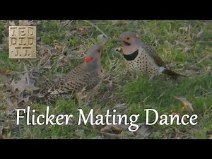 Flicker Mating Dance