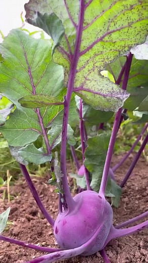 Kohlrabi Recipes: Easy Ways to Enjoy This Unique Vegetable