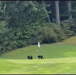 20K views · 461 reactions | How do you ask them if you can Play through? | Women Who Golf | Facebook