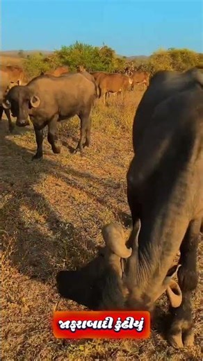 jafrabadi buffalo high jump & run with owner | buffalo herd masti farm#short#bull#viral#trending