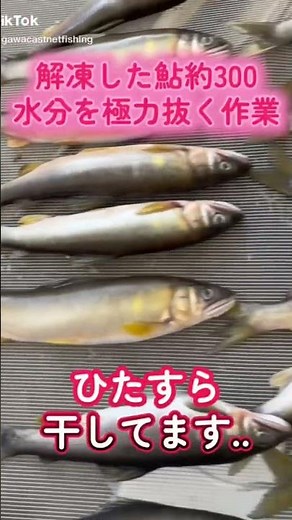 11/30(日) 天然鮎甘露煮作り #栃木県 #那珂川 #鮎 #河鹿 #甘露煮