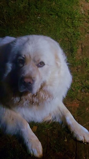 79 reactions · 3 comments | The kittens know the best seat in the house. | Sam Mitchell | Facebook