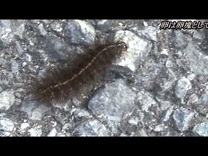 シロヒトリの幼虫【黒い毛虫】
