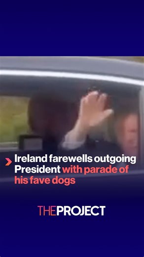 A parade of bernese mountain dog would make any day the happiest day of my life. | The Project