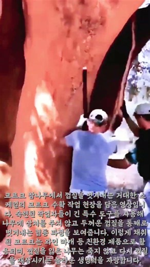 거대한 코르크 참나무 껍질 수확 과정 #worker #process #cork #harve