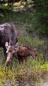 Baby season is in full swing! I believe these moose twins are a week old or so. Love seeing all of the new cute little faces out and about! #moose #babyanimals #photography #wildlife #cuteanimals #foryoupageシforyou #reelsfacebook | Colorado Wild Photography
