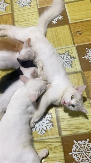 🐈 Breastfeeding cat💦