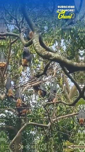 🦇 Bats Hanging on Trees | Incredible Wildlife in Sri Lanka 🌿
