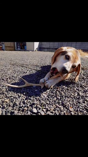 #Diaryで告白 #覚えたての合成写真#ドリームファーマーズちゃんねる #シャインマスカット