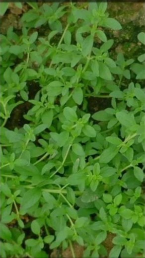 Benefits of Pennyroyal for our #benefits #health #healthtips