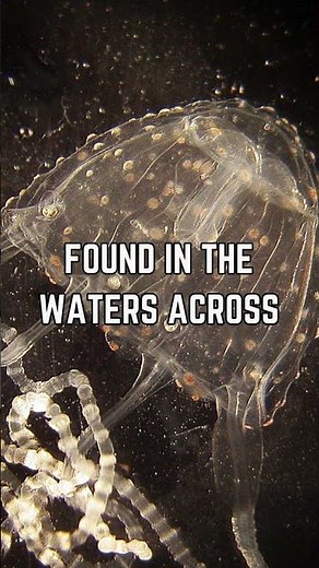 🌊⚠️ Meet the Irukandji Jellyfish: Tiny But Deadly!