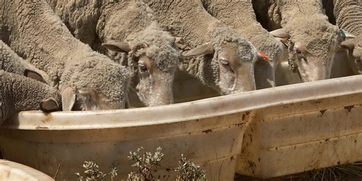 Wool Power: grazing sheep aid in Carson City fuel reduction project