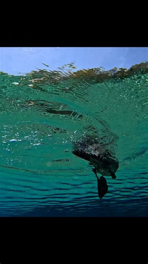 Funny Bird!! Double Crested Cormorant checking things out!! 😆💙✌️💦 #haveagreatday #explorepage #enjoy #Amazing #beautiful #florida #nature #Awesome #underwaterworld #love #underwaterphotography #swimming #birds #explore #enjoylife #preciousmoments #beautifulcreatures #AdventureAwaits #Fabulous #FloridaLife #enjoyeverymoment #everyone | Chrissy Simmons Florida Nature