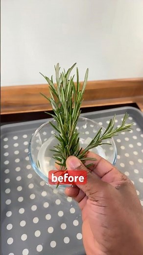 Wash your rosemary before you use it at home #chefricardocooking