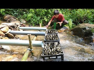 How to trap fish from pvc pipe. Lucky to catch a big batch of fish.