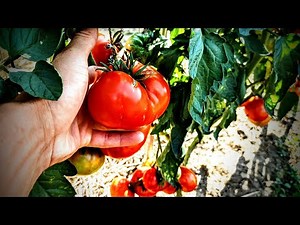 GIANT CRIMSON Tomato REVIEW and Growing Tips - RARE Heirloom