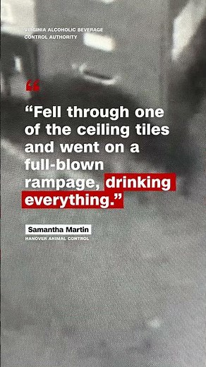 Raccoon goes on drunken rampage in Virginia liquor store and passes out on bathroom floor