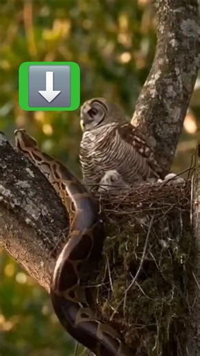 Owl Fights Python to Save Chick | Incredible Wildlife Moment #shorts