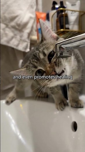 Why Do Cats Purr When They're Happy?