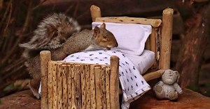 Cette paysagiste anglaise a créé un petit lit dans son jardin pour les écureuils