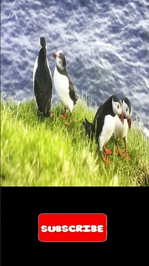 🐧 Adorable Puffins of Iceland: Unforgettable Puffin Watching Adventure #IcelandPuffins #PuffinTours