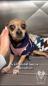 Happy Thanksgiving from our family to yours. Thank you for standing beside us every step of the way while we rescue mistreated and abused animals. We couldn’t do this without you 🥹❤️🙏🏼 | AMA Animal Rescue