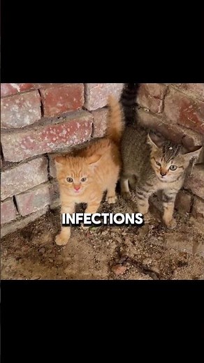 She Saved Their Life 🥹🐈❤️