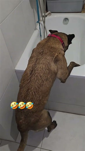 Czas kąpieli #malinois #pies #dogcoach #dogs#dog #funnyshorts #belgianmalinois #funnydogs