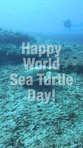Every turtle counts. Happy #WorldSeaTurtleDay! 🐢 Learn how you can join us and our conservation partners, like Rock The Ocean, in protecting endangered and threatened sea turtle species here: https://marinelife.org/ #seaturtle #seaturtlehospital #seaturtleresearch #loggerheadmarinelifecenter #lmc #rocktheocean #conservation #marineconservation | Loggerhead Marinelife Center