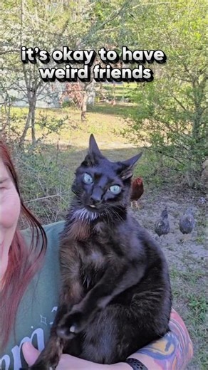 Elvis and his Poultry Posse will keep you safe #cat #cerebellarhypoplasia #elviswestley #chicken