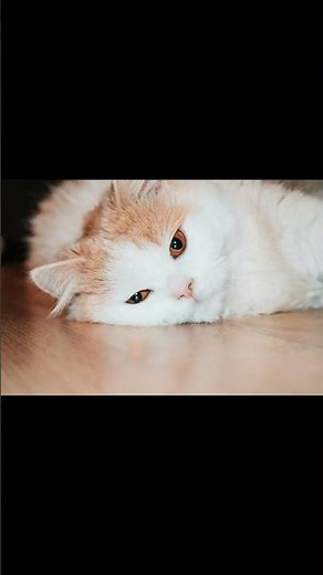 Unlocking the Secret Language of Cats: Head Bobbing Explained!