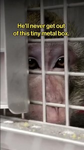 You can see the sadness, desperation, and longing in his eyes.
