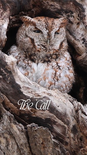 The call of the Eastern Screech Owl