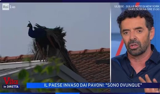 Esto es lo mejor que vas a ver esta semana:Resulta que el pueblito italiano de Punta Marina (Rávena) está sufriendo una invasión de pavos reales, y los vecinos no están para bromitas, especialmente cuando se aparean.Activa sonido. El montaje es digno de Óscar. El in crescendo vivaldesco es caviar.