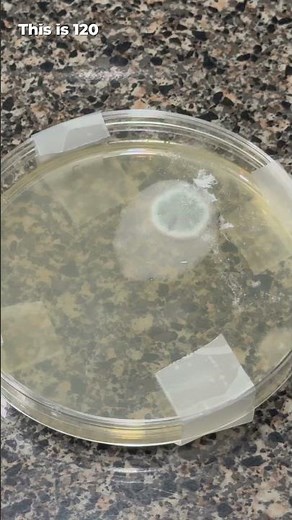 Mold Armor Mold Test Kit | REVIEW