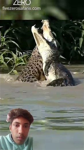 Why Lions, Tigers Can't Attack Crocodile By info fact News#shorts #viral #video