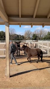 3.2K views · 418 reactions | Our mini mule is finally ready for a forever home. When she came here we couldn't handle her. It has taken a lot of patience and time but now she's safe to be around and ready to go. | "Seein' Spots Farm" miniature donkeys | Facebook