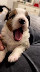 16K views · 343 reactions | Have you ever heard a pup make such adorable noises?!  | Lovimals | Facebook