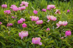 Here's Exactly When You Should Cut Back Peonies, and How to Do It Correctly