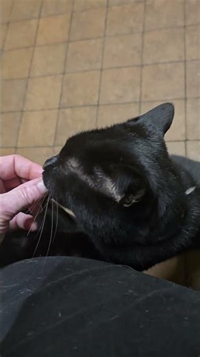 #WILDLIFE #CAT #PURRING #EATING