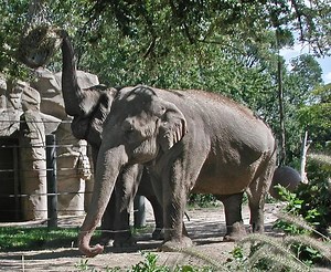 Elephants Who Changed Zoo Ethics Immortalized in 'Wanda and Winky' Book