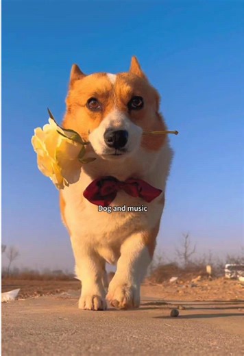 Why Does My Dog Act Dramatic to Music?