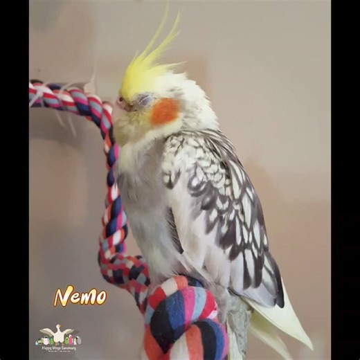 27K views · 1.3K reactions | Beak grinding is a natural behavior & is often associated with relaxation & contentment. 律‍♀️, Nemo | Happy Wings Sanctuary | Facebook