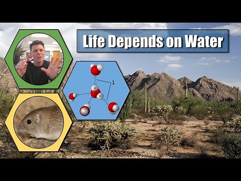 AP Bio 1.1 - Structure of Water and Hydrogen Bonding