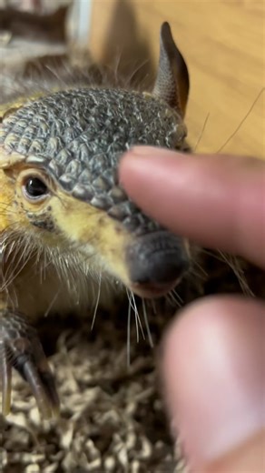 Meet Rambo: The Cute & Hilarious Screaming Hairy Armadillo