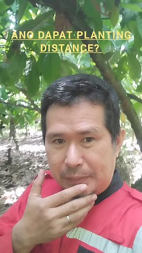 Advice planting distance 3x3 or 4 x 4 meters | CACAO tutorial ni JM