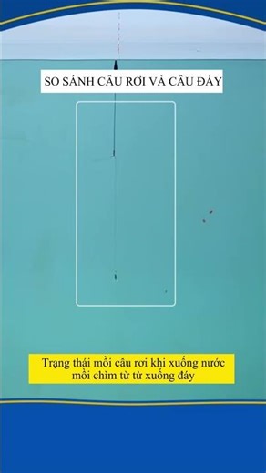 Cách Cân Phao Câu Đài - So sánh câu rơi và câu đáy