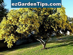 Cómo cultivar árboles frutales en Colorado 🌱 Tips Jardineros - Es.ezGardenTips.com
