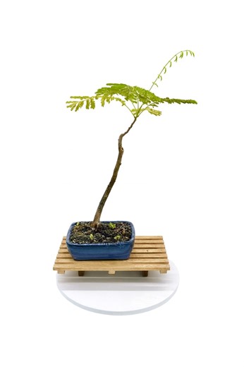 Red Flamboyant Poinciana Bonsai Tree, From Samurai Bonsai - Etsy